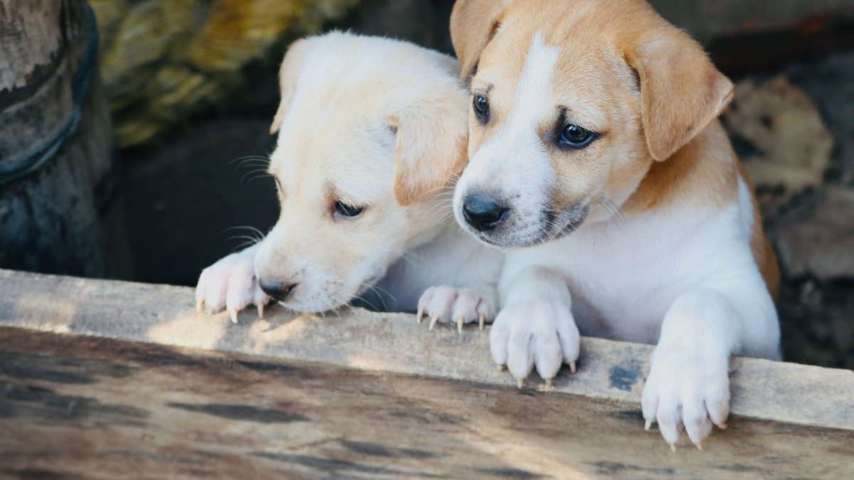 A escolha do nome pode destacar a conexão entre cães e gatos que cresceram juntos (Foto: Shamsuddin Habib/ Pexels)