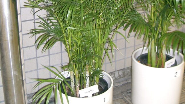 A arereca-bambu libera água pelas folhas (Foto: KENPEI/Wikimedia Commons)