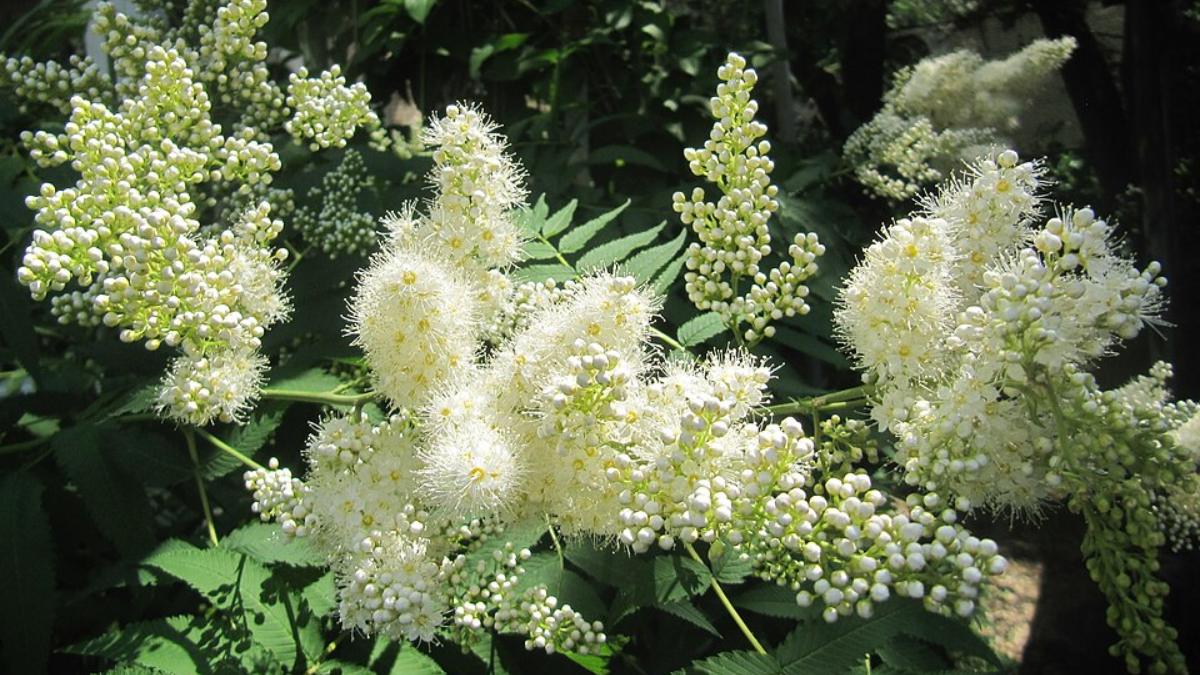Falsa Espireia Sorbaria sorbifolia (Foto_ ИринаЯ_Wikimedia Commons)