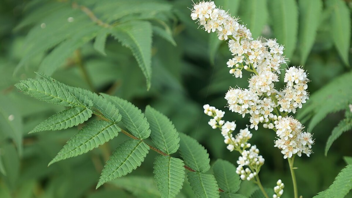 Falsa Espireia Sorbaria sorbifolia (Foto_ Cephas_Wikimedia Commons)