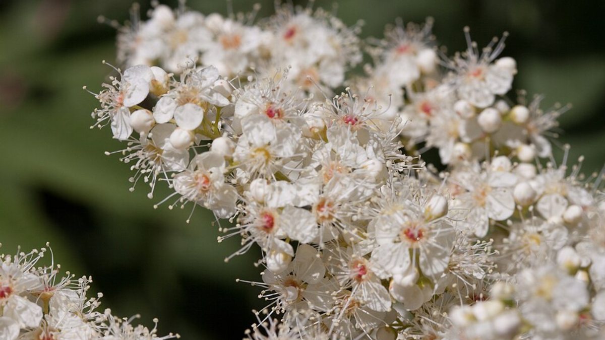 Falsa Espireia Sorbaria sorbifolia (Foto_ Denis.prévôt_Wikimedia Commons)