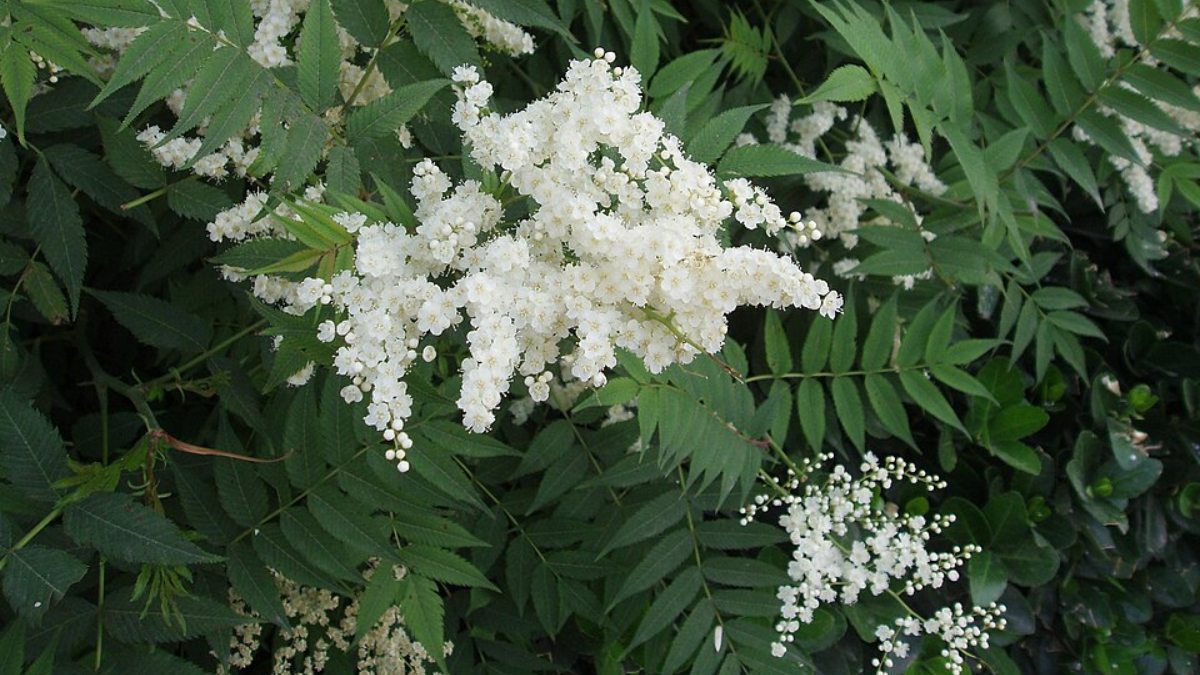 Falsa Espireia Sorbaria sorbifolia (Foto_ Fanghong_Wikimedia Commons)