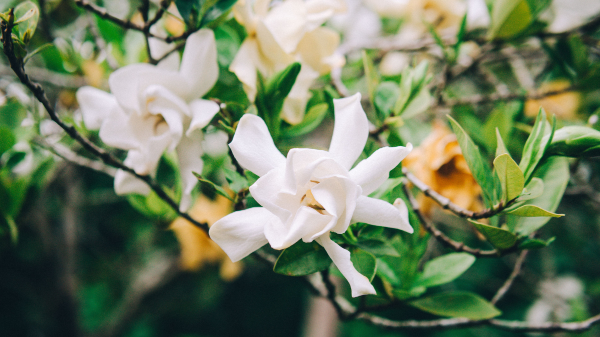 A gardênia é uma das plantas ornamentais mais procuradas por quem deseja perfumar a casa de forma natural (Foto: Nothing Ahead/ Pexels)