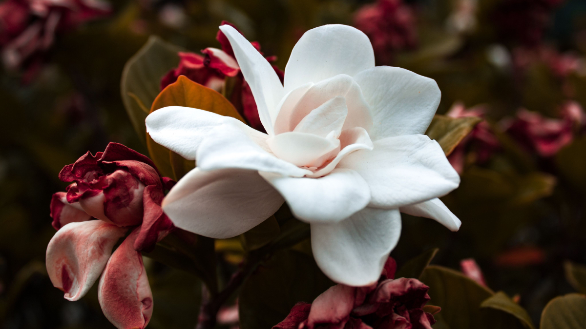 Cultivada em vasos, a gardênia combina beleza, aroma marcante e fácil adaptação a ambientes bem iluminados (Foto: Lucius PK/ Pexels)