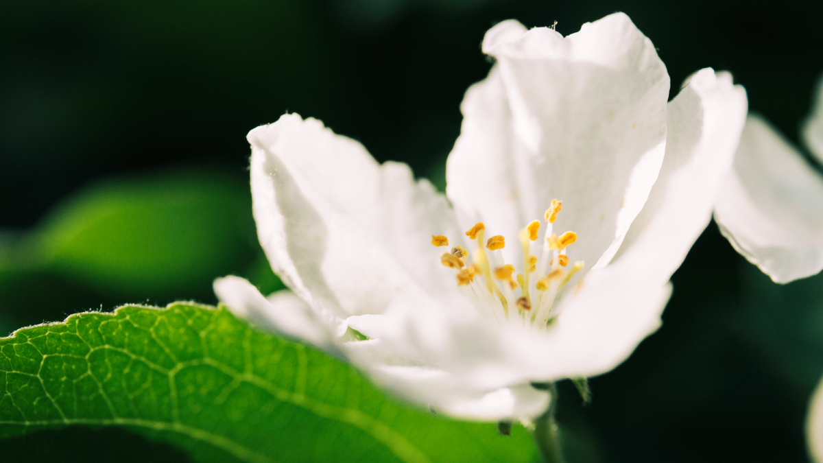 Além de decorar o ambiente, a gardênia perfuma naturalmente a casa durante a floração (Foto: Freepik)
