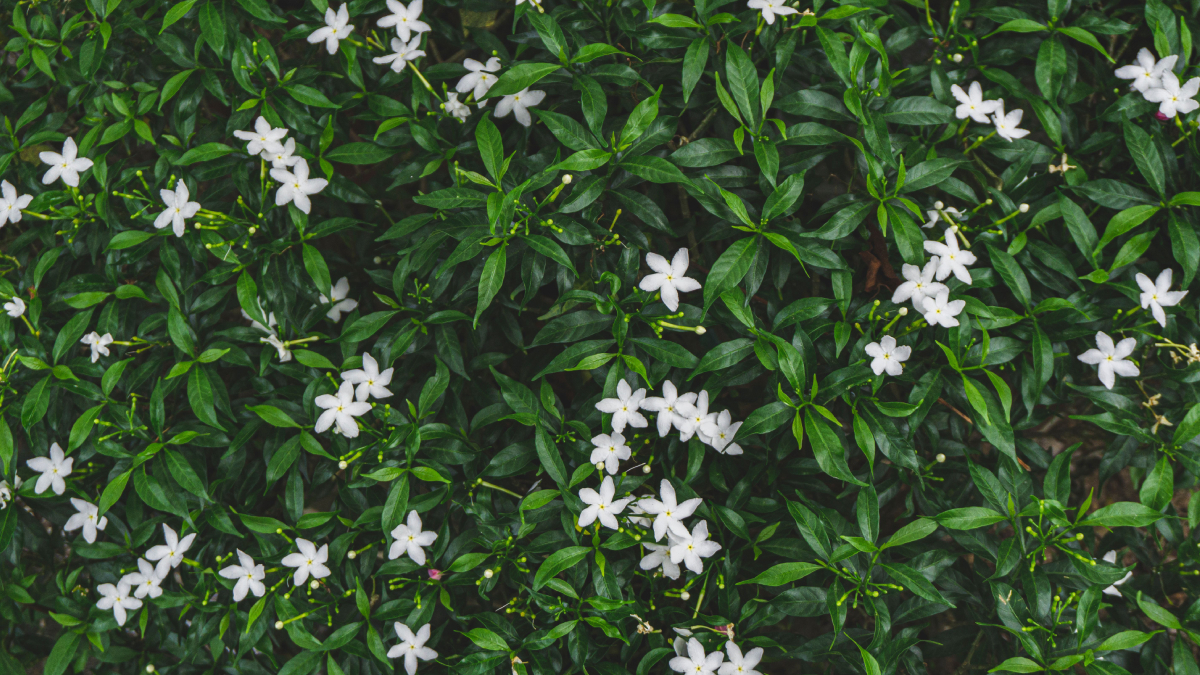 Flores delicadas, folhas brilhantes e um perfume inconfundível fazem da gardênia uma das queridinhas da jardinagem (Foto: Thang Cao/ Pexels)