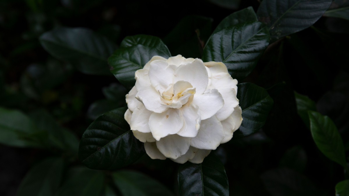Com os cuidados certos, a gardênia floresce em vasos e deixa os ambientes mais elegantes e perfumados (Foto: fei wang/ Pexels)