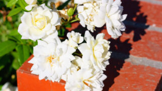 A gardênia se destaca pelas flores brancas e pelo perfume intenso, ideal para cultivo em vasos dentro de casa (Foto: wirestock/ Freepik)