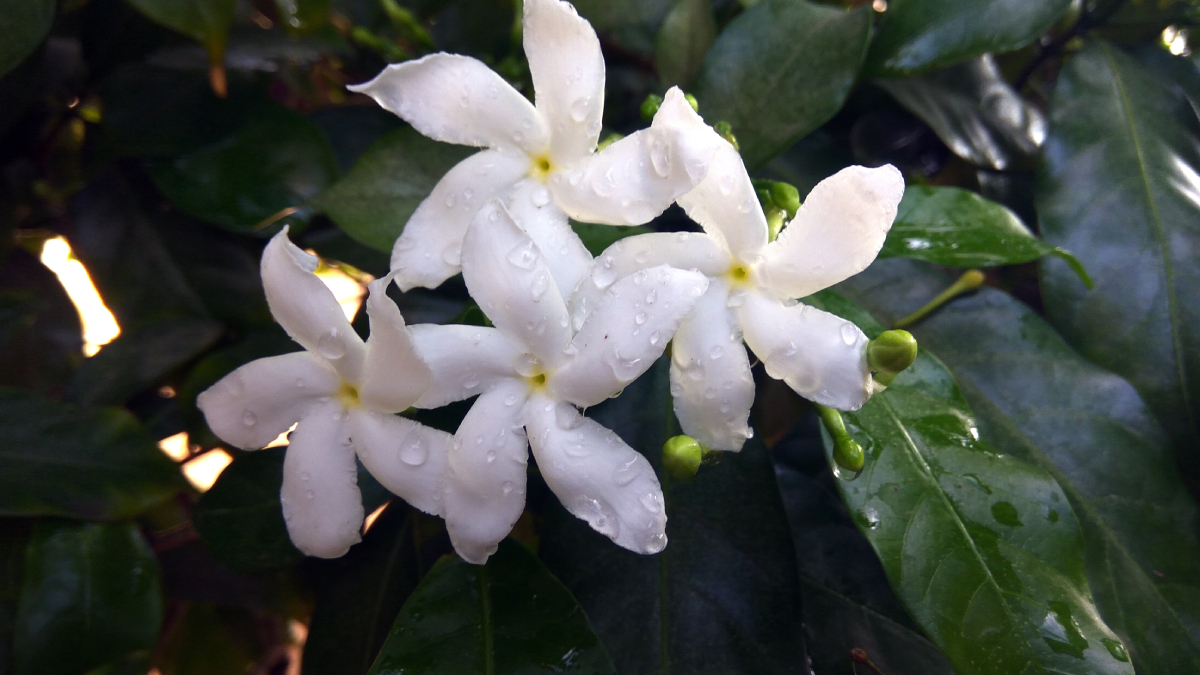 A gardênia pode ser cultivada em apartamentos, varandas e jardins de inverno com boa iluminação natural (Foto: wirestock/ Freepik)