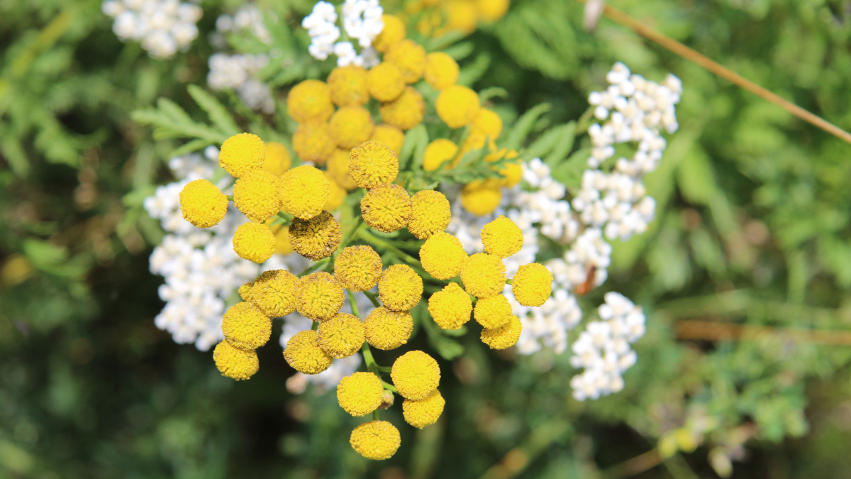 Folhas e flores do jambu contêm espilantol, composto responsável pela sensação de dormência (Foto: Freepik)