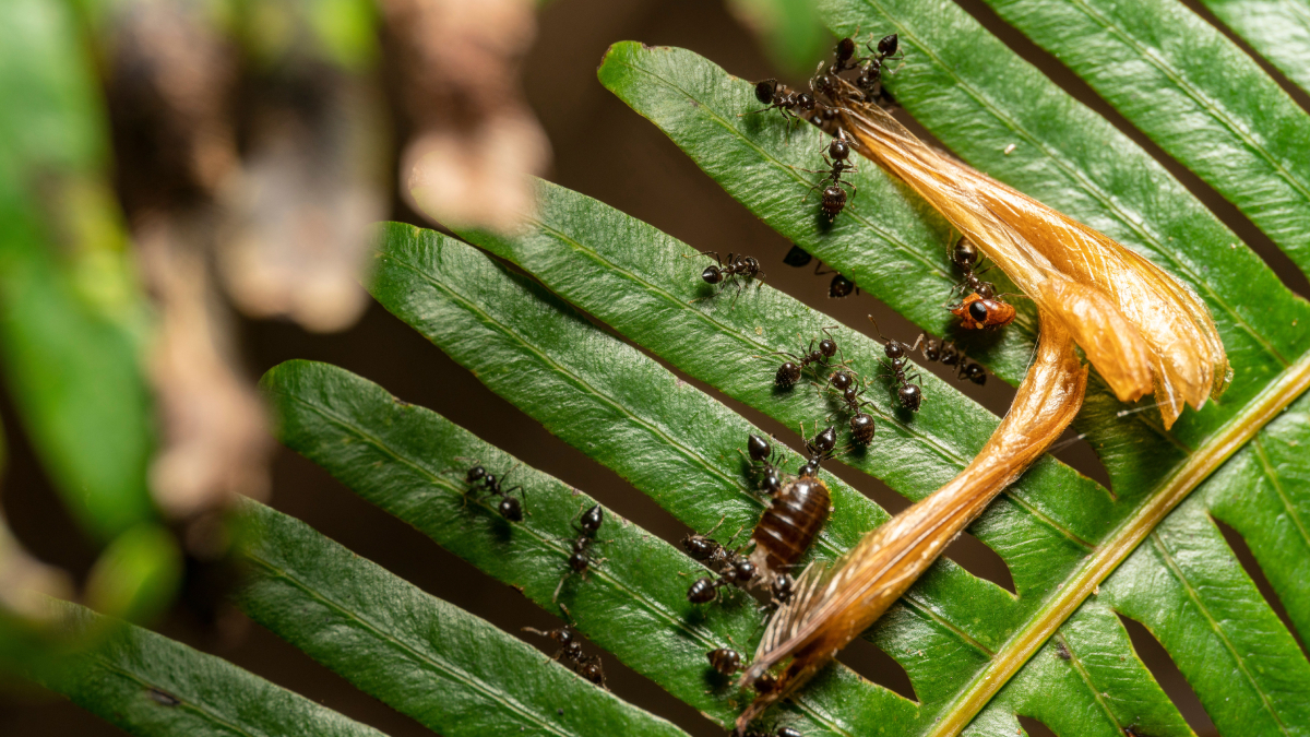 A organização das formigas inspira uma reflexão sobre disciplina, cooperação e resultados duradouros (Foto: Jimmy Chan/ Pexels)