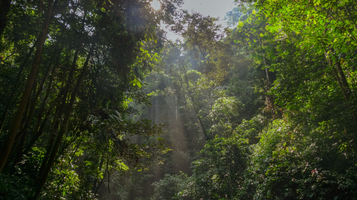 Mais do que colorir a floresta, essas aves desempenham um papel essencial na recuperação da biodiversidade (Foto: Ana Mai/ Pexels)