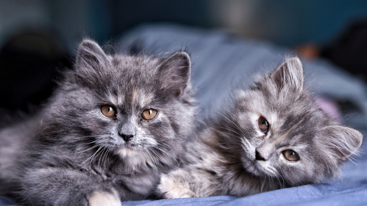 Uma boa combinação de nomes torna a chegada de dois pets ainda mais memorável (Foto: Sandeep Singh/ Pexels)