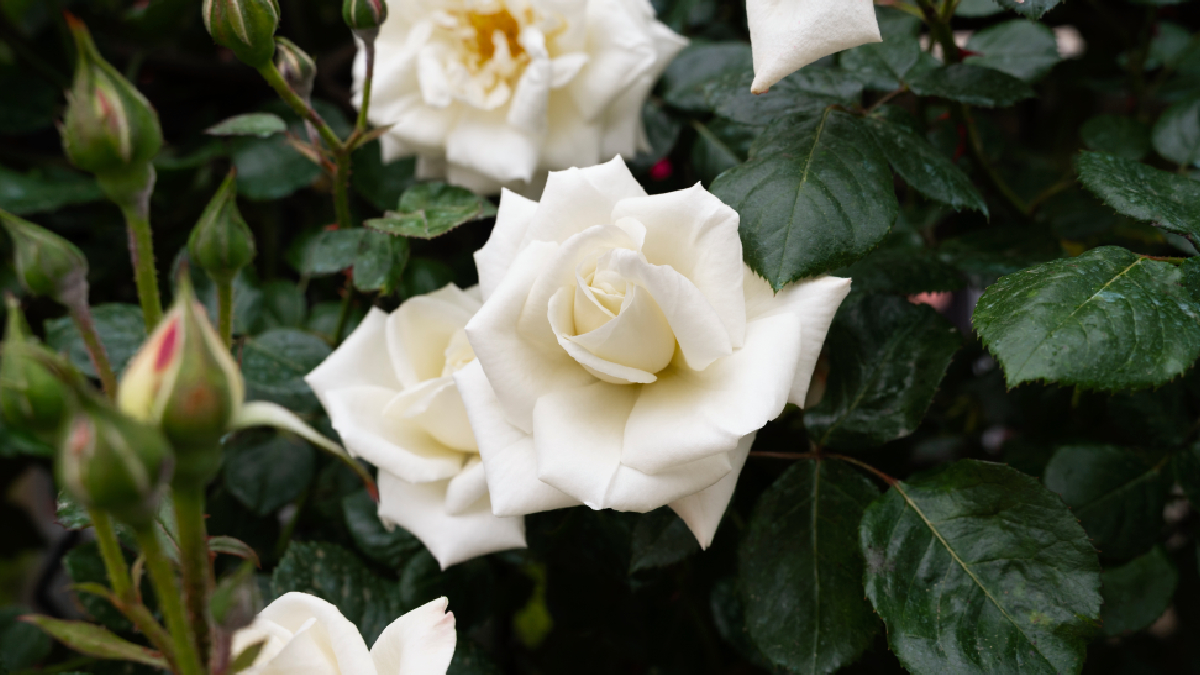 Perfumada e elegante, a gardênia transforma qualquer ambiente em um espaço mais acolhedor e sofisticado (Foto: Freepik)