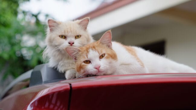 gatos