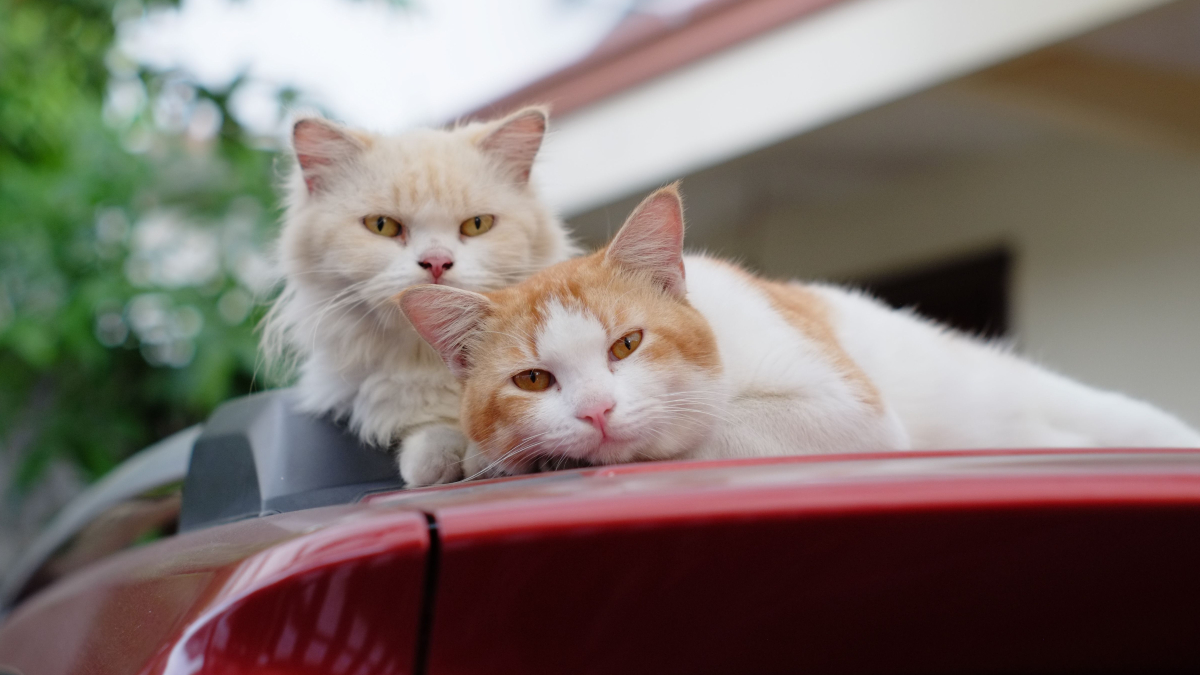 Nomes em dupla ajudam a criar uma identidade única para os pets da família (Foto: Adit Prabowo/ Pexels)