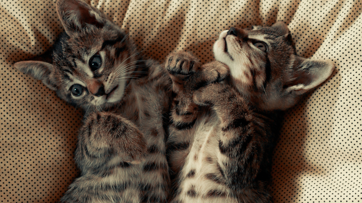 Tom e Jerry, Simba e Nala ou Sol e Lua: inspirações não faltam para batizar a dupla (Foto: Bruno Abdiel/ Pexels)
