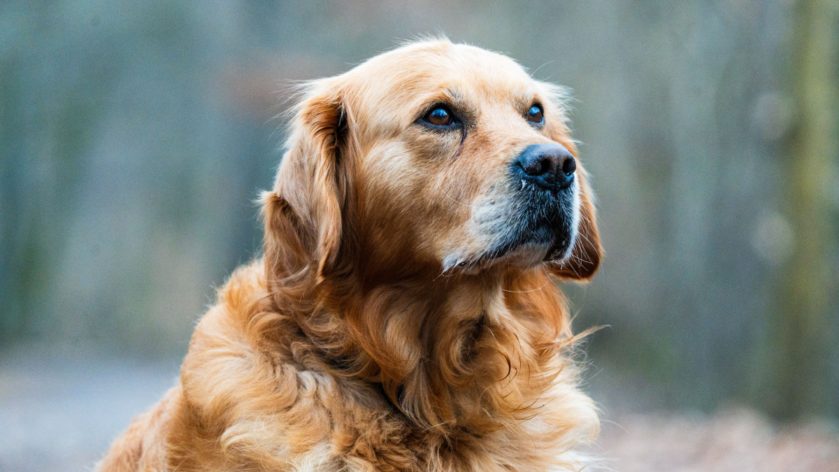 O Golden Retriever se destaca pelo temperamento dócil, sociabilidade e grande capacidade de adaptação durante o treinamento como cão-guia (Foto: Masood Aslami/ Pexels)