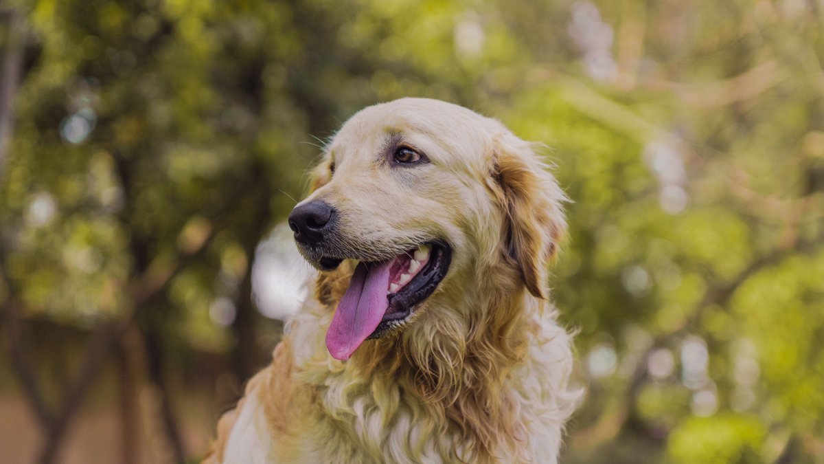 Calmo, sociável e muito obediente, o Golden Retriever é uma das principais escolhas para atuar como cão-guia (Foto: Shivam Gurjar/ Pexels)
