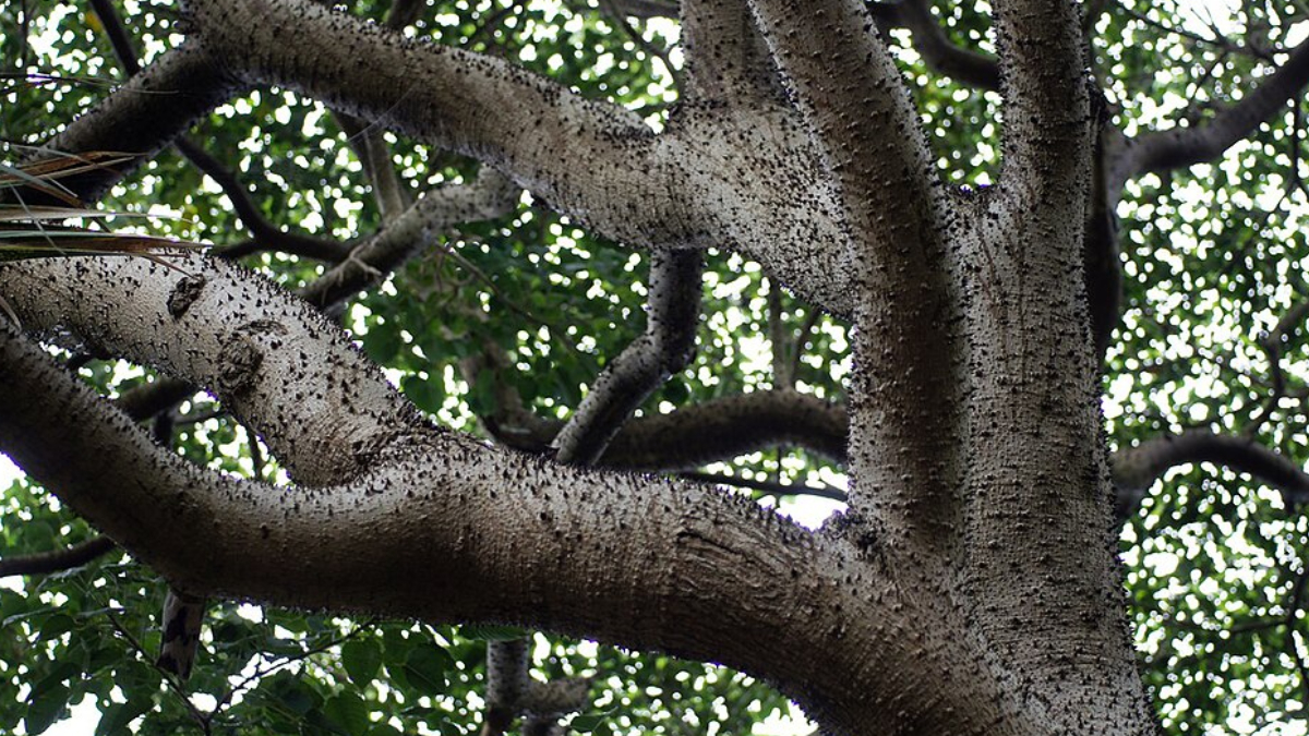 A dispersão explosiva das sementes faz do assacu uma das árvores mais curiosas e surpreendentes da natureza tropical (Foto: Tatters/ Wikimedia Commons)