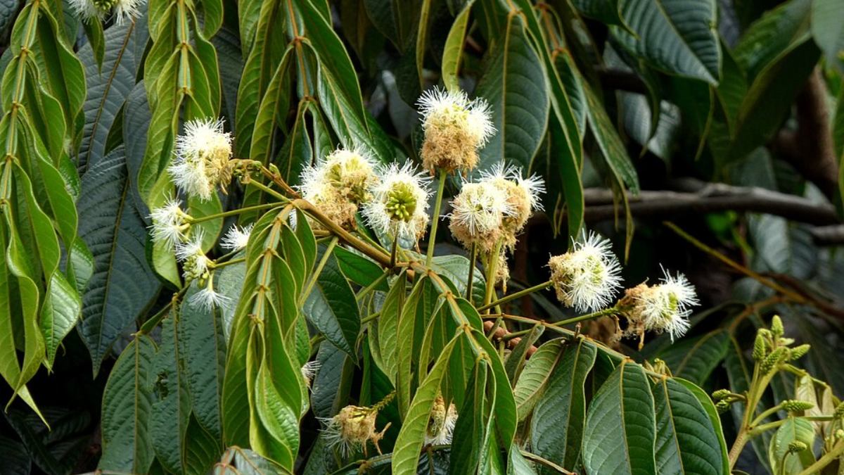 Ingazeiro (Inga edulis) (Foto_ Alejandro Bayer Tamayo_Wikimedia Commons) (1)