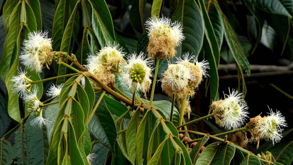 Ingazeiro (Inga edulis) (Foto_ Alejandro Bayer Tamayo_Wikimedia Commons)