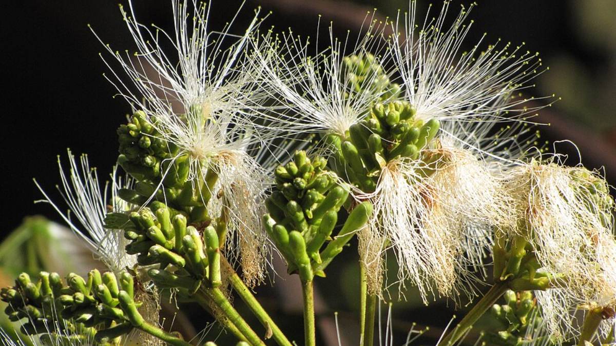 Ingazeiro (Inga edulis) (Foto_ Forest and Kim Starr_Wikimedia Commons)