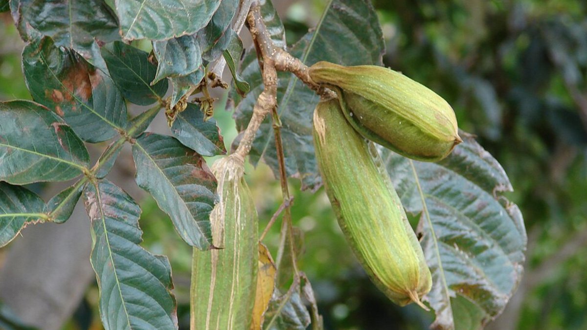 Ingazeiro (Inga edulis) (Foto_ _Forest and Kim Starr_Wikimedia Commons)