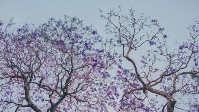 Temperaturas mais elevadas e mudanças no regime de chuvas interferiram no espetáculo natural dos ipês-roxos (Foto: Min An/ Pexels)