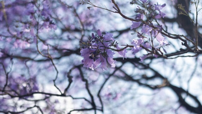A menor quantidade de flores nos ipês-roxos chamou a atenção de moradores e especialistas neste inverno (Foto: Astrid Sosa/ Pexels)