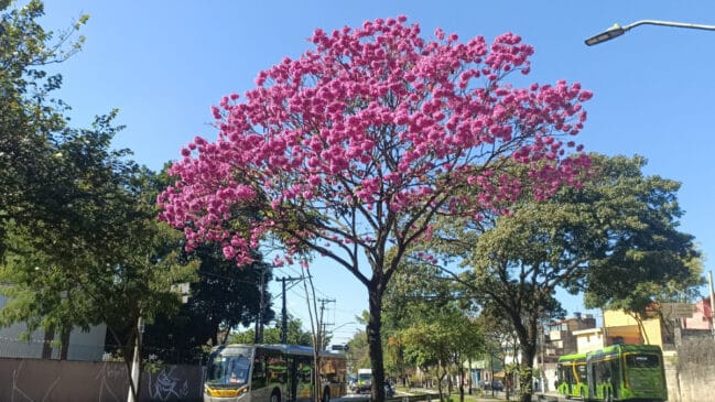 Conhecidos por colorir ruas e parques, os ipês-roxos tiveram uma floração menos intensa neste ano (Foto: Brinco android/ Pexels)