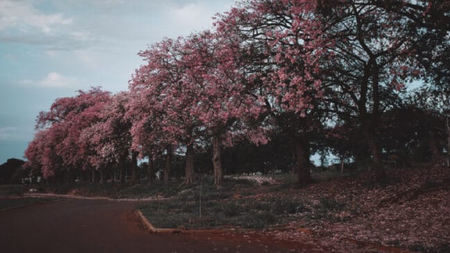 Especialista explica que a falta de um período de seca mais intenso influenciou a floração dos ipês-roxos (Foto: Gabriela Cheloni/ Pexels)