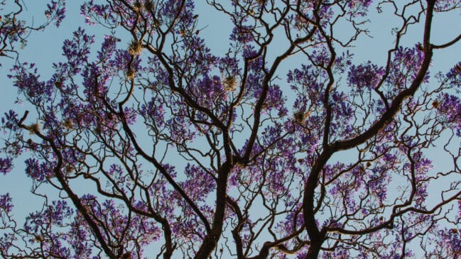 Nem todos os ipês floresceram da mesma forma neste inverno, reflexo das variações climáticas observadas neste ano (Foto: Susan Flores/ Pexels)