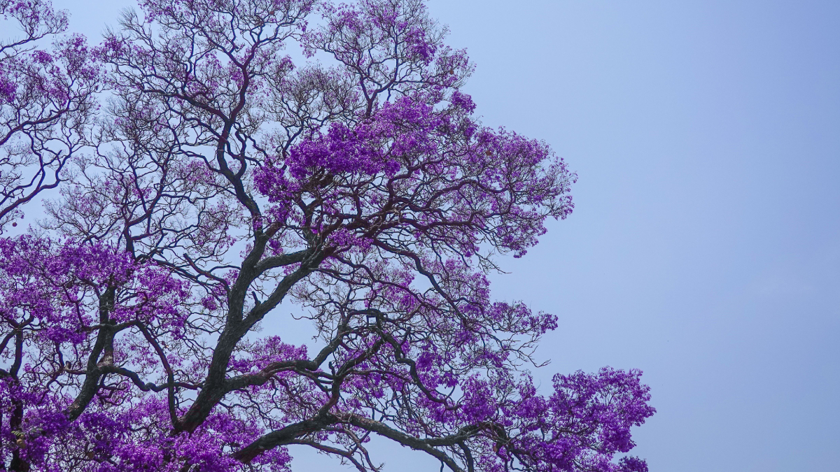 Mudanças no clima alteraram o ciclo natural dos ipês-roxos, reduzindo a intensidade das flores neste inverno (Foto: Magda Ehlers/ Pexels)