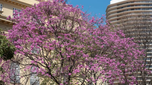 A intensidade da floração dos ipês-roxos depende de fatores como seca, temperatura e umidade do solo (Foto: Malcoln Oliveira/ Pexels)