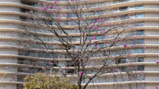 A floração dos ipês-roxos foi mais discreta neste inverno devido às condições climáticas registradas nos últimos meses (Foto: Malcoln Oliveira/ Pexels)