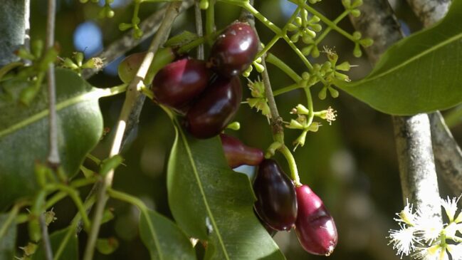 Jambolão cresce rápido produz frutos doces e pode virar o destaque do quintal quando bem plantado (Foto: CostaPPPR/Wikimedia Commons)