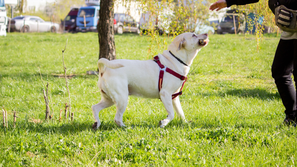 Muito além da companhia, os cães-guia são parceiros essenciais na mobilidade e independência de pessoas com deficiência visual (Foto: Natalia Sevruk/ Pexels)
