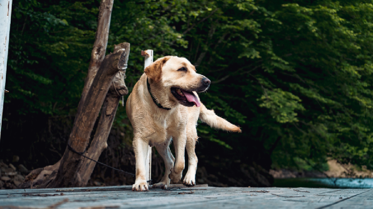 O Labrador Retriever é a raça mais utilizada como cão-guia por combinar inteligência, obediência, calma e facilidade de aprendizado (Foto: Vlad Chețan/ Pexels)