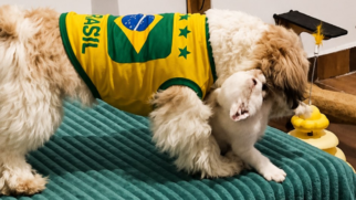 Criados com 30 gatos, cães 'esquecem' o lado canino e adotam hábitos felinos