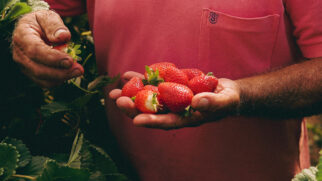 A farinha de ossos é um fertilizante natural rico em fósforo e cálcio, nutrientes essenciais para o desenvolvimento dos morangueiros (Foto: Jonathan Borba/ Pexels)