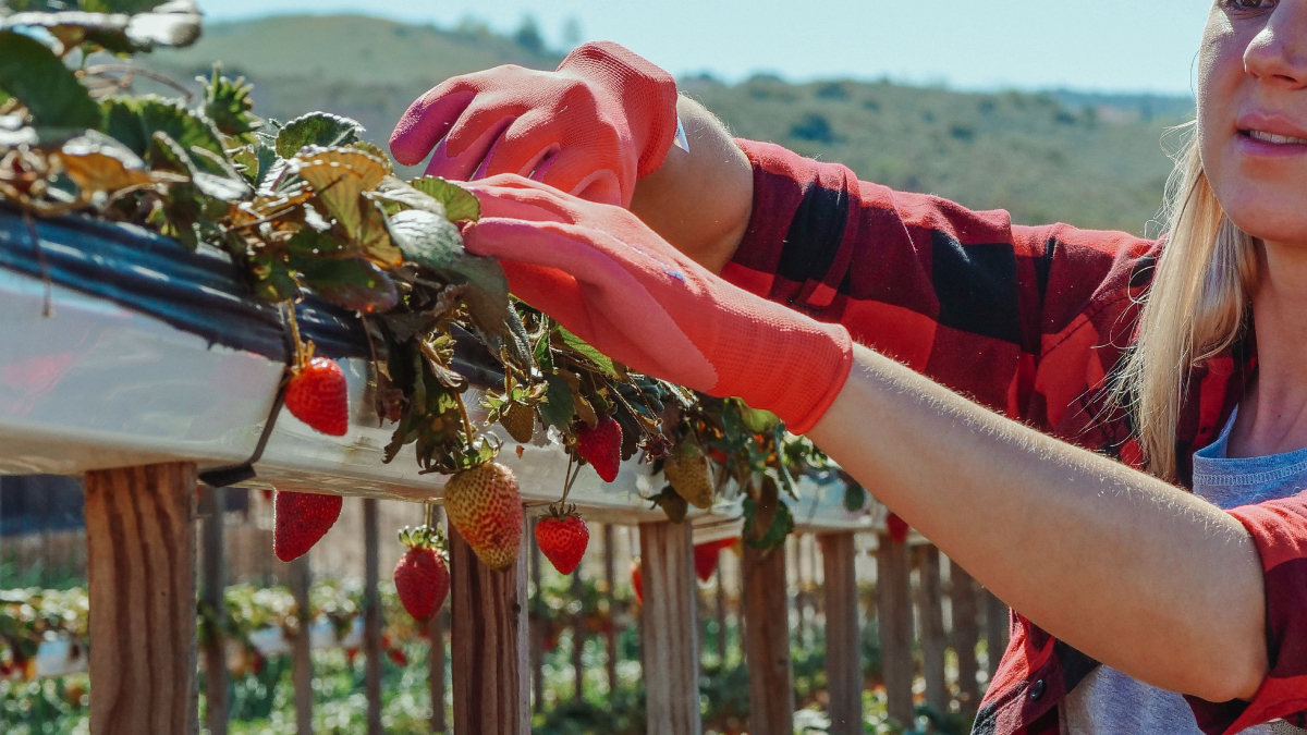 Aplicar farinha de ossos ao redor da planta ajuda a fornecer nutrientes de forma gradual durante o cultivo (Foto: Kindel Media/ Pexels)