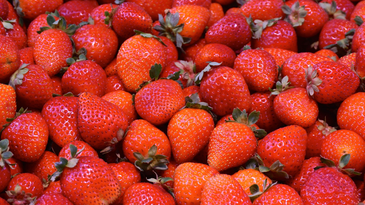Morangueiros cultivados com nutrientes adequados têm mais chances de produzir frutos grandes e saborosos (Foto: Pixabay)