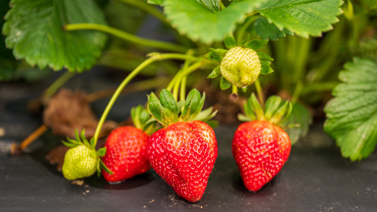 Além da farinha de ossos, o fermento biológico também pode ser utilizado como complemento na nutrição dos morangueiros (Foto: Mark Stebnicki/ Pexels)
