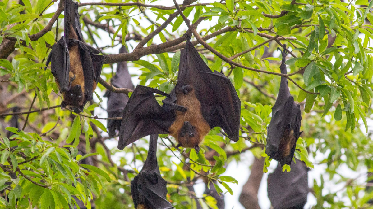 Encontrado em regiões tropicais, o morcego-pescador desenvolveu adaptações únicas para caçar em ambientes aquáticos (Foto: Pavithra Anbarasu/ Pexels)