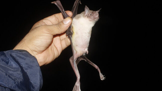 O morcego-pescador utiliza a ecolocalização e patas adaptadas para capturar peixes enquanto voa sobre rios e lagoas (Foto: Juan Cruzado Cortés/ Wikimedia Commons)