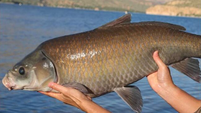 Considerado o peixe de água doce mais longevo do mundo, o peixe-búfalo-boca-grande intriga cientistas por sua resistência ao envelhecimento e enfrenta uma ameaça silenciosa (Foto: Divulgação/Universidade de Minnesota Duluth)