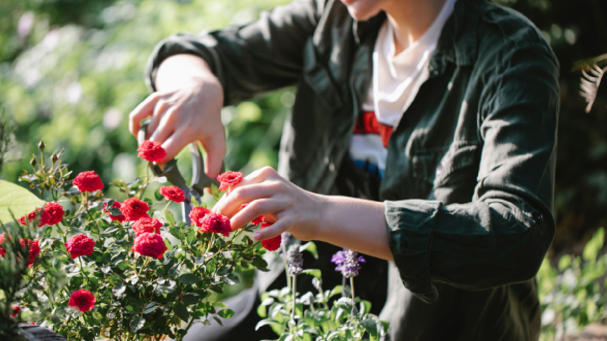Julho oferece as condições ideais para podar árvores e arbustos sem comprometer o desenvolvimento das plantas (Foto: Gary Barnes/ Pexels)