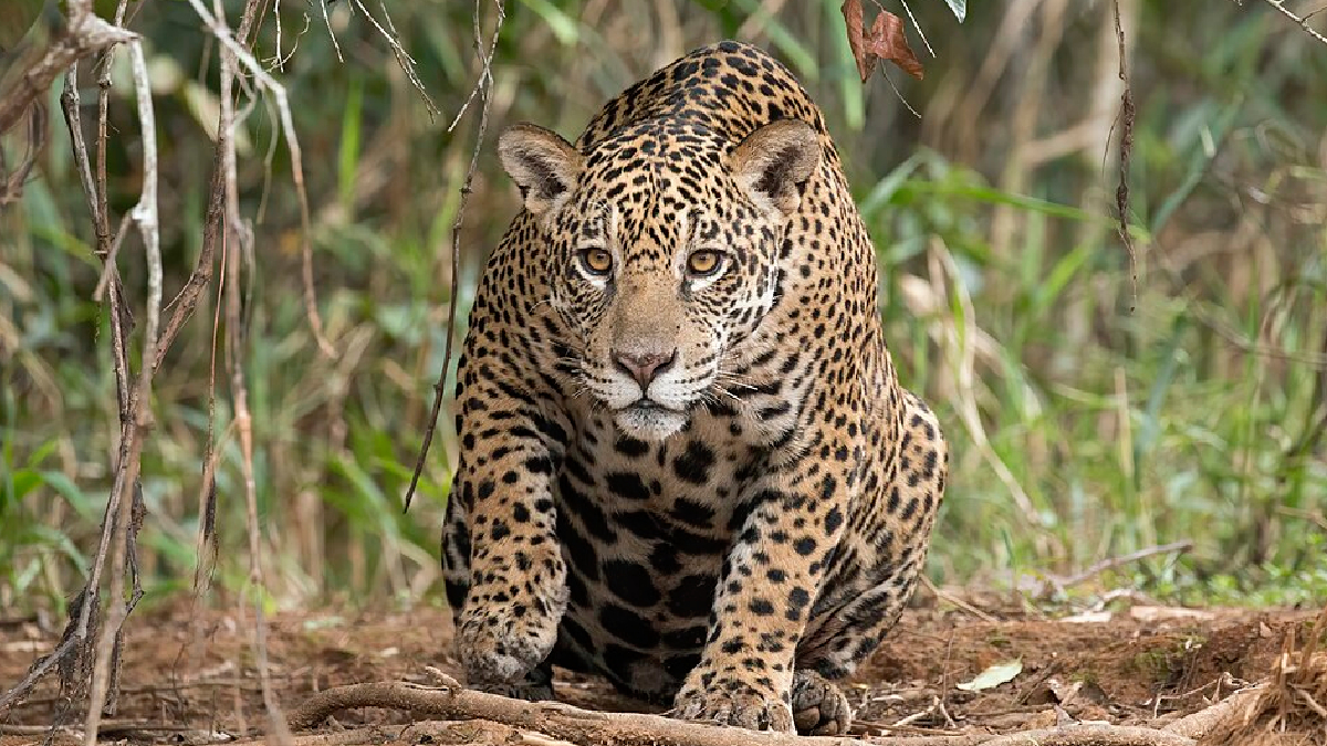 Resgatado com queimaduras durante os incêndios no Pantanal, Ousado voltou a ser visto caçando um jacaré na natureza (Foto: Charles J. Sharp/ Wikimedia Commons)
