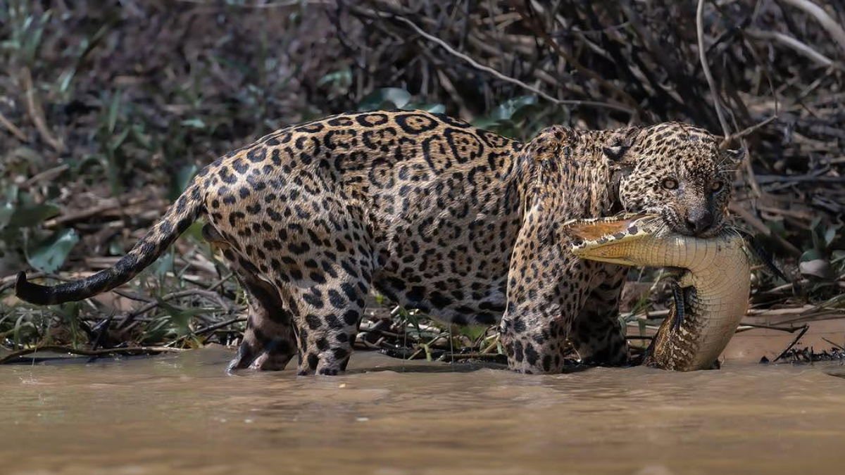 O registro de Ousado atacando um jacaré destaca a força e a adaptação da onça-pintada de volta ao seu habitat natural (Reprodução: Instagra/ @parthshiras.wildlife)